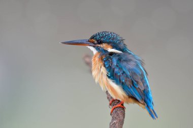 Kahverengi tüyleri ve keskin gagaları olan egzotik mavi kuşa yakın olan, genç tüylü (alcedo at this)