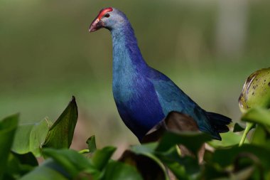 çok güzel; kuş suyun pembe çiçeğine basıyor zambak, mor ya da gri başlı bataklık; Porphyrio poliocephalus