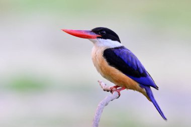 Kırmızı gagalı mavi kuşa yaklaş. İşgalci düşmana karşı tetikte ol. Kara kaplı balıkçı Halcyon Pileata.