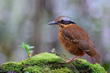 Taze yeşil yosun zeminine tünemiş gizemli kahverengi kuş, kulaklı pitta erkeği, Hydrornis phayrei