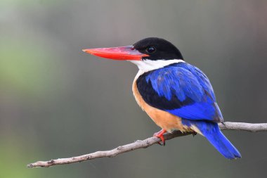 Tombul kırmızı gagalar mavi sırt ve kanatlar sakince ağaçtan dallara tüneyen kuş sabahın erken saatlerinde yumuşak ışık, siyah başlıklı balıkçı