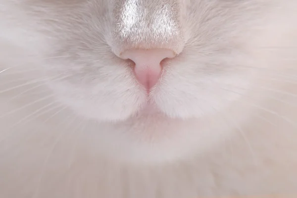 Closeup kat neus en snor — Stockfoto