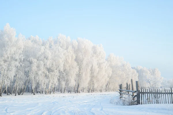 Winter country landscape at early morning. Forest in hoarfrost — Stock Photo, Image