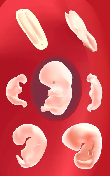 胚胎 — 图库矢量图片