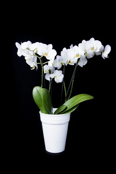 Цветок орхидеи в белой вазе на черном фоне — стоковое фото