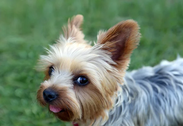 Yorkshire terrier — Stock Photo, Image