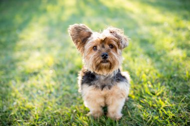 Yorkshire terrier çimenlerin üzerinde