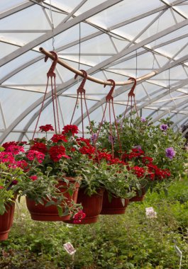 Petunya 'nın çiğ bitkileri Vladimir Oblastı, Rusya' daki çocuk bahçesindeki yeşil bir evde asılıydı. Bahçe, tarım, tohum, bitkiler, çiçekler, asfaltsız, saksı bitkisi, yaz, perspektif