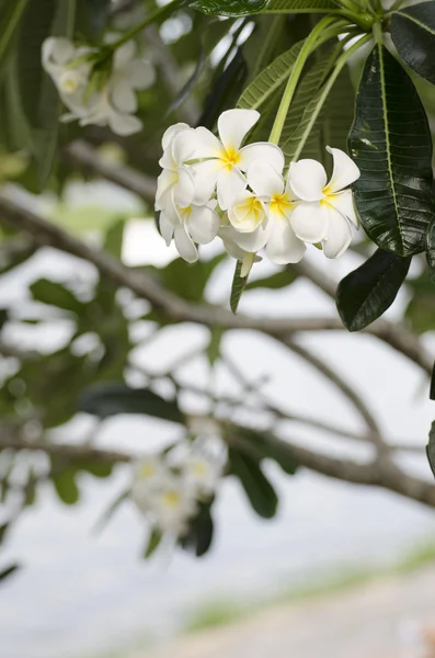 Fleurs thaïlandaises blanches et jaunes sur l'arbre — Photo