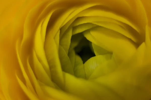 Flor amarilla macro — Foto de Stock