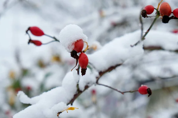 Red Rose Hips Winter Frost Sno — Stock Photo, Image