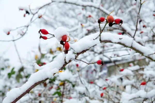 Red rose hips in winter with frost and sno