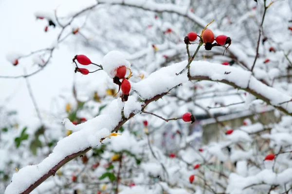 stock image Red rose hips in winter with frost and sno