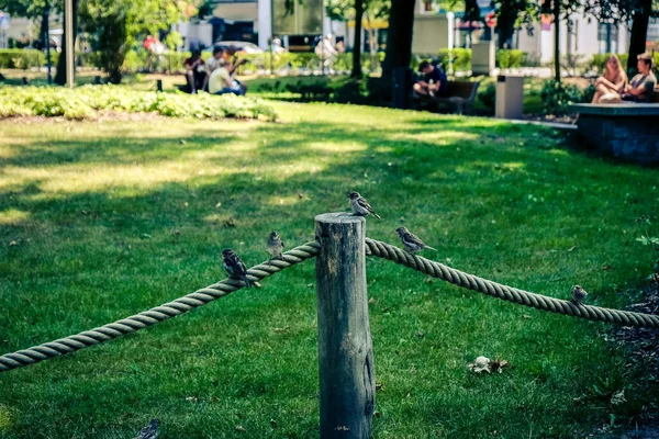 Arsız serçeler parkta bir ipte oturur ve yazın yemek için pusuya yatarlar..