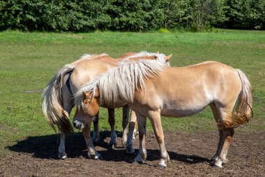 İki harika at Bilge 'de durur ve birlikte olmanın keyfini çıkarırlar.