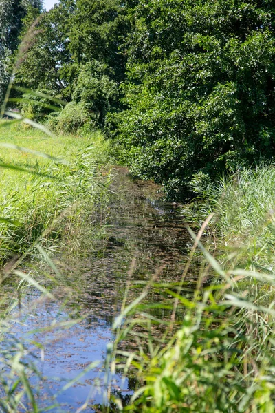 Malý Potok Obklopený Trávou Stromy Létě — Stock fotografie