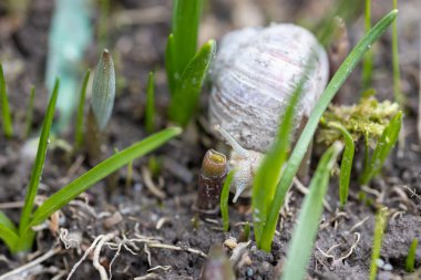 Bir Romalı salyangoz bahçede biraz otla yatakta yiyecek arar.