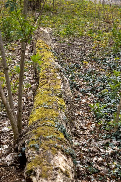Árbol Caído Con Musgo Bosque Verano — Foto de Stock