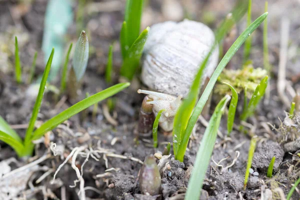 Caracol Romano Procura Comida Cama Com Alguma Erva Daninha Jardim — Fotografia de Stock