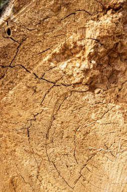 Ormanda çürümüş, çürümüş bir ağaç gövdesi.