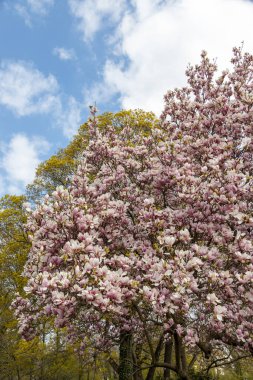 Manolya, ilkbaharda mavi gökyüzüne karşı çalı çırpar.