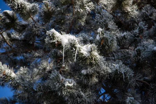 Tree Snowy Branches Blue Sky Winter — Stock Photo, Image