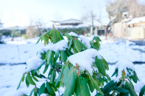 Rhododendron kış günü karla kaplıydı