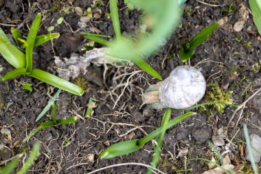 Bir Romalı salyangoz bahçede biraz otla yatakta yiyecek arar.