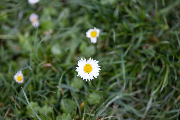 春天或夏天 许多小雏菊在草地上盛开 — 图库照片
