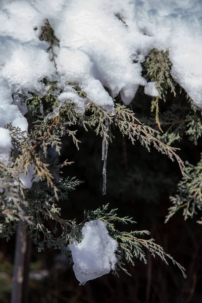 Прекрасные Сосульки Свисают Ветки Хвойного Дерева Саду Зимой — стоковое фото