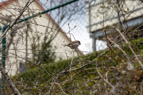 Lonely Sparrow Sits Bare Tree Winter — Stock Photo, Image