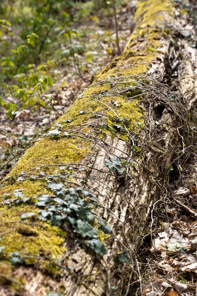 夏に森の中に苔の落ちた木 — ストック写真