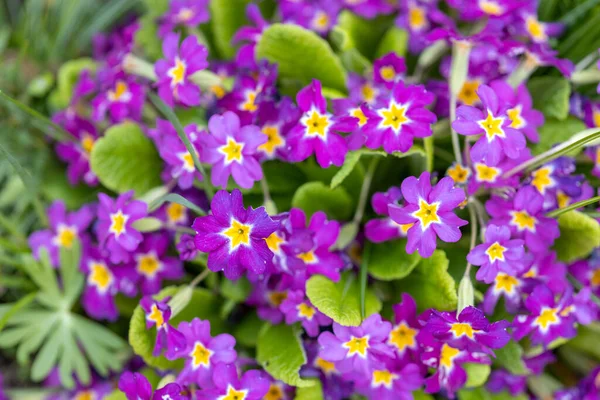Many Beautiful Primroses Growing Garden Spring Sunshine — Stock Photo, Image