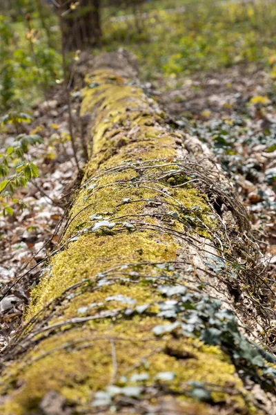 Een Omgevallen Boom Met Mos Het Bos Zomer — Stockfoto