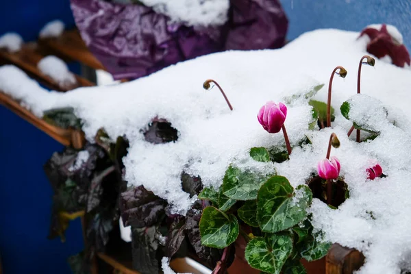 Cyclamen Covered Snow Winter — Stock Photo, Image