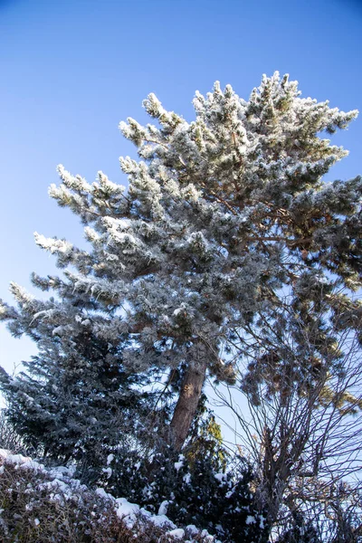 冬日里 在蓝天的映衬下 长着雪白枝条的树 — 图库照片