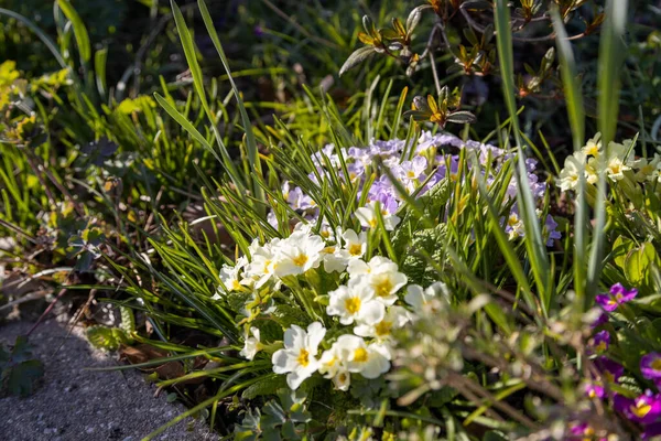 Wiele Pięknych Pierwiosnek Rosnących Ogrodzie Wiosennym Słońcu — Zdjęcie stockowe