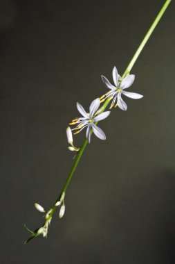 Beyaz çiçekli çiçekli dal