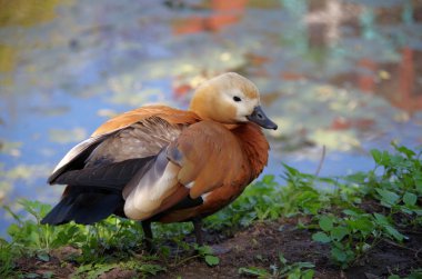 Kızıl saçlı ördek kırmızı, kırmızı ördek