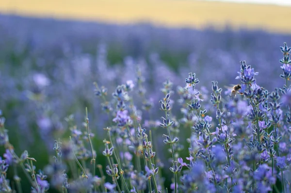Lavender field, flower field, summer field