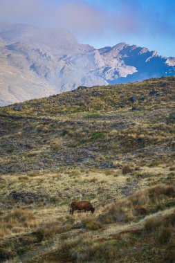 Sierra Nevada, Granada tepelerinde inekler otluyor..