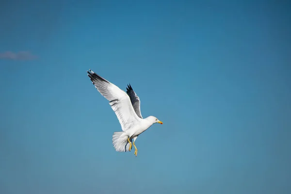 Gaviota Volando Con Alas Extendidas Hacia Arriba Sobre Fondo Azul —  Fotos de Stock