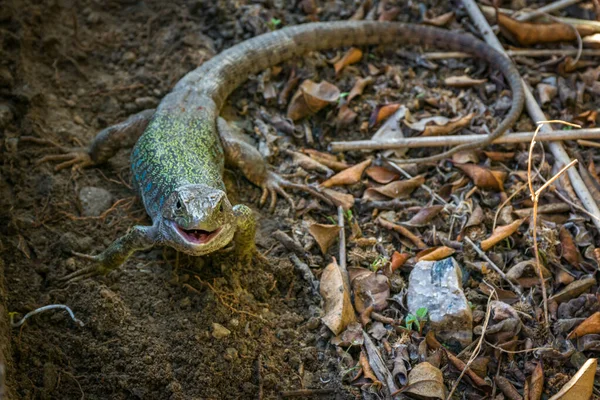 Kadal Suling Timon Lepidus Jantan Reptil Eropa Dan Afrika Utara — Stok Foto