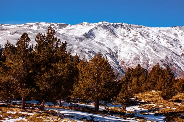 Cime Della Sierra Nevada Inverno Con Neve Vista Una Foresta — Foto Stock