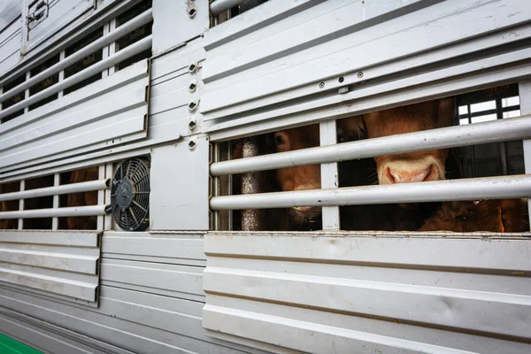 Veal Peeking Out Aeration Windows Cattle Truck — Stock Photo, Image