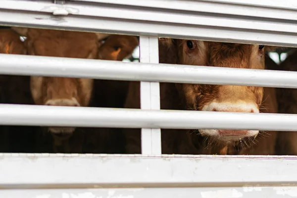 Sığır kamyonunun camından süzülen dana eti..
