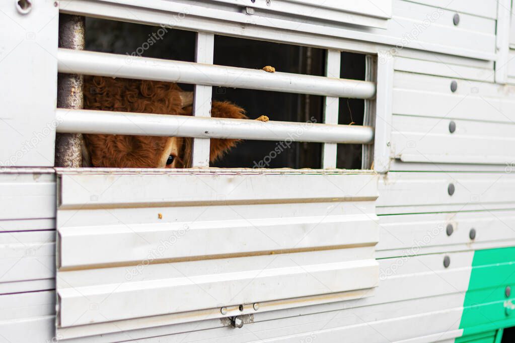 Veal peeking out of aeration windows in a cattle truck.