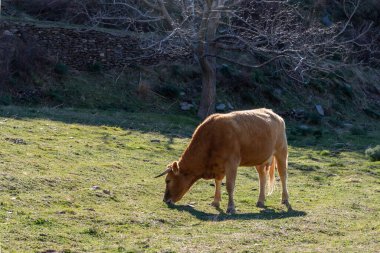 İnek ve pajuna cinsinden yavrusu, Sierra Nevada dağlarında, Granada.