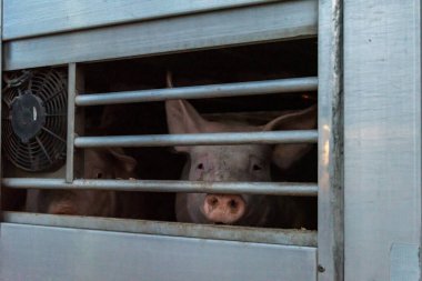 Pigs in a cage truck for transport to the slaughterhouse. clipart