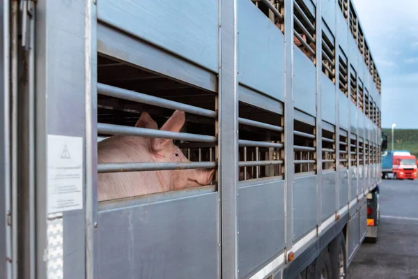 도살장으로 옮기기 트럭에 돼지들 — 스톡 사진